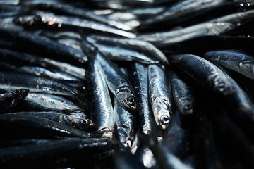 Anisakis: ¿Qué debemos saber del parásito que vino del mar?