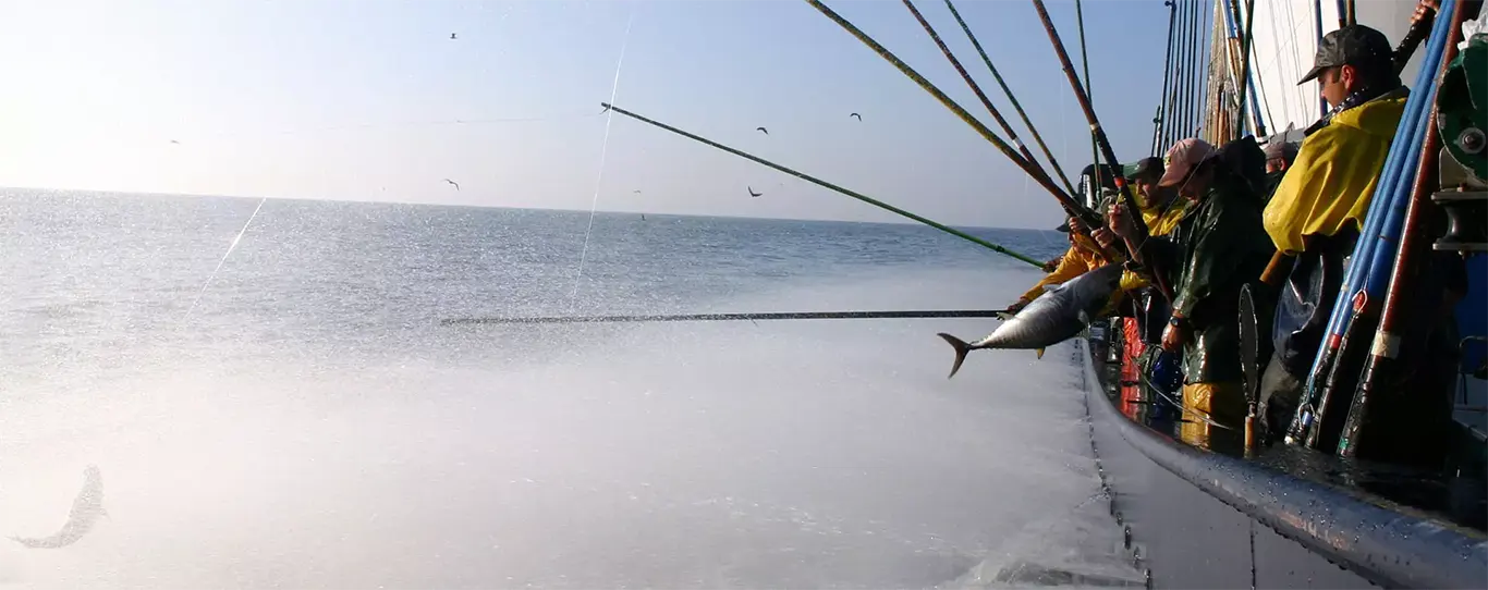 Pescadores en barco pescando con anzuelo bonito del Norte, uno a uno